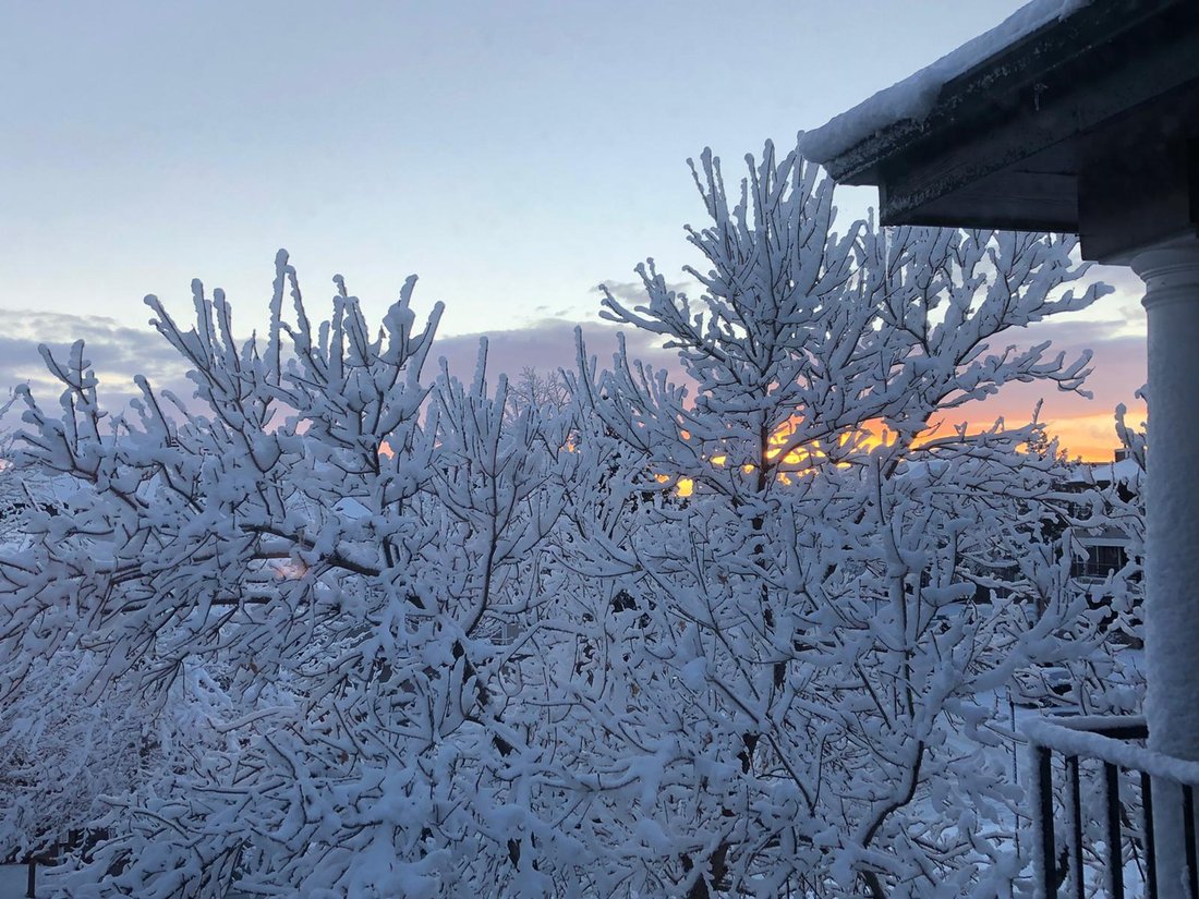 Snow-covered branches at sunset